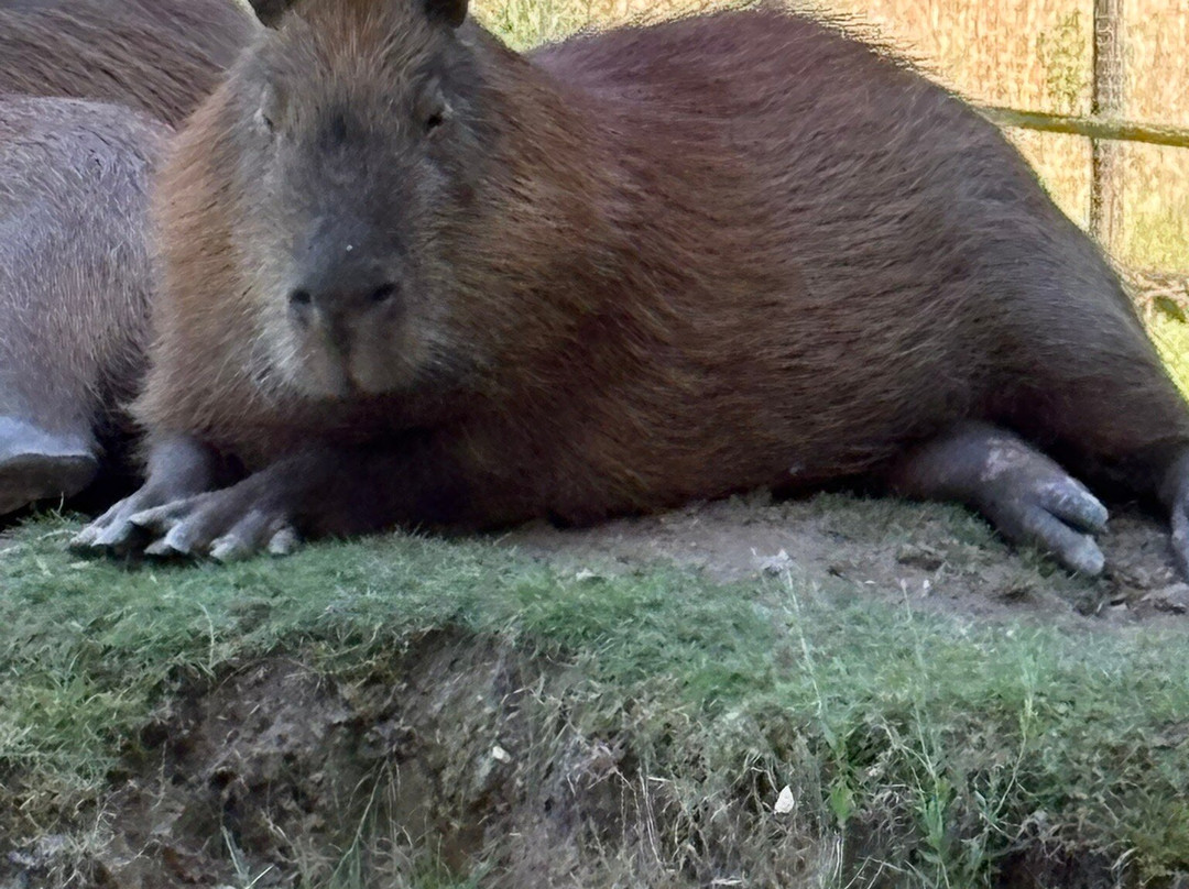 Dartmoor Zoological Society-Sparkwell必去景点