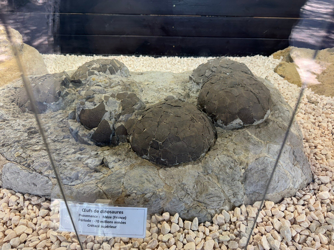 Musee - Parc des Dinosaures-Meze必去景点