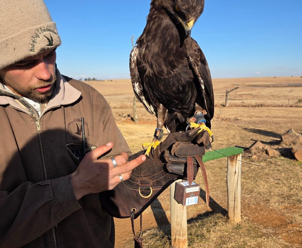 Dullstroom Bird of Prey & Rehabilitation Centre-德尔斯特鲁姆必去景点