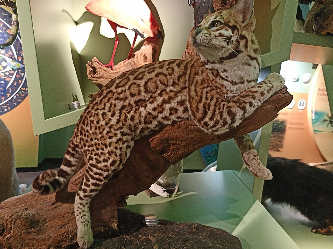 Luxembourg National Museum of Natural History-卢森堡城必去景点