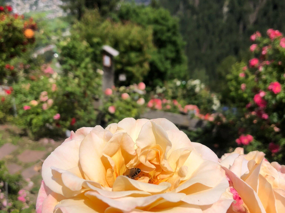 Rosarium Uhrerhof-奥蒂塞伊必去景点