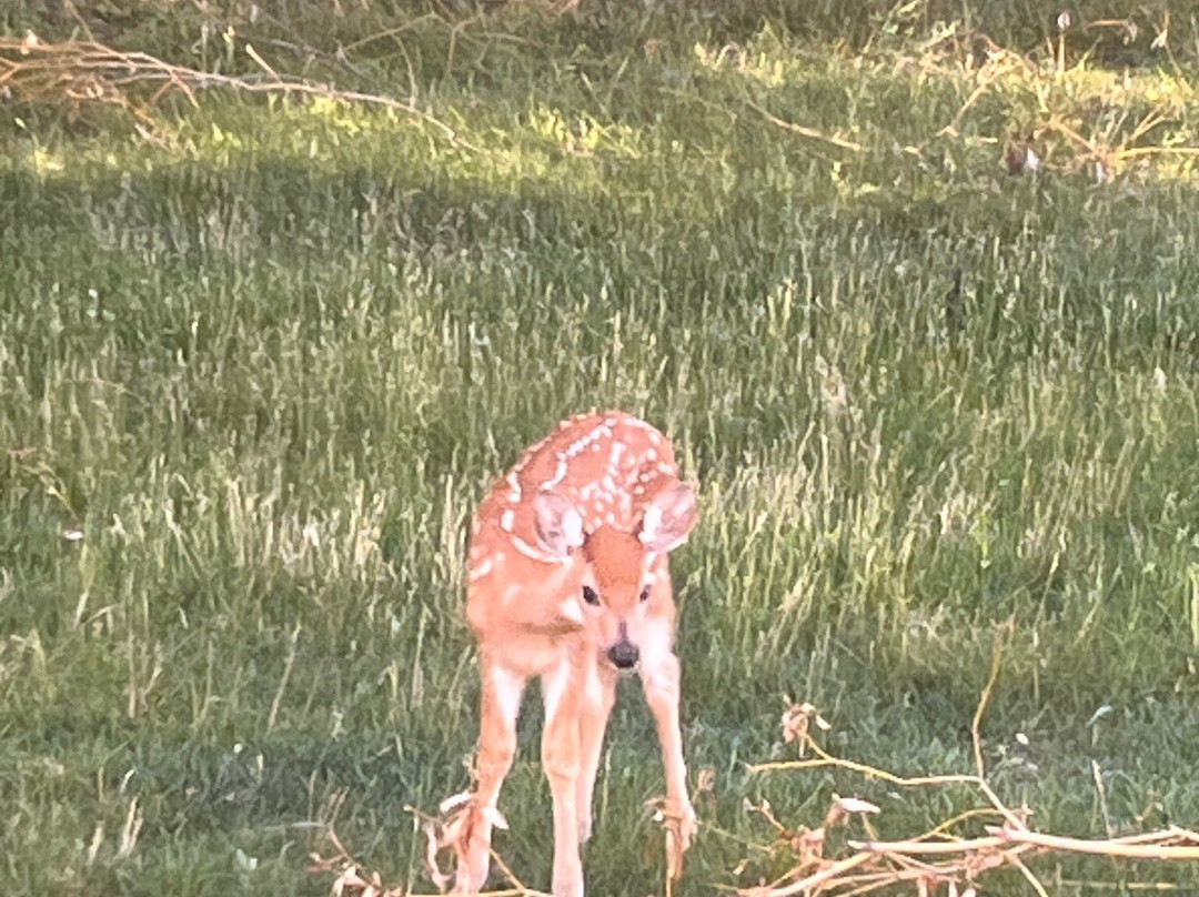 Flamingo Motel主图