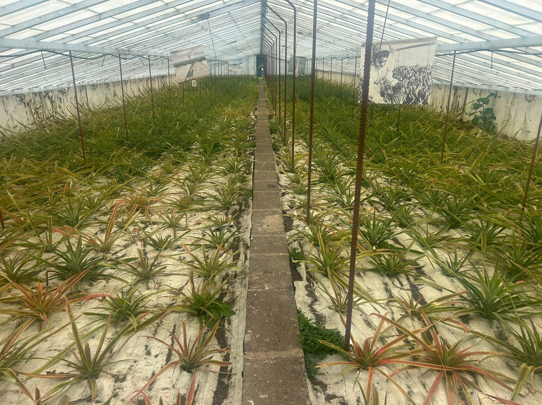 Plantação de Ananás dos Açores-蓬塔德尔加达必去景点