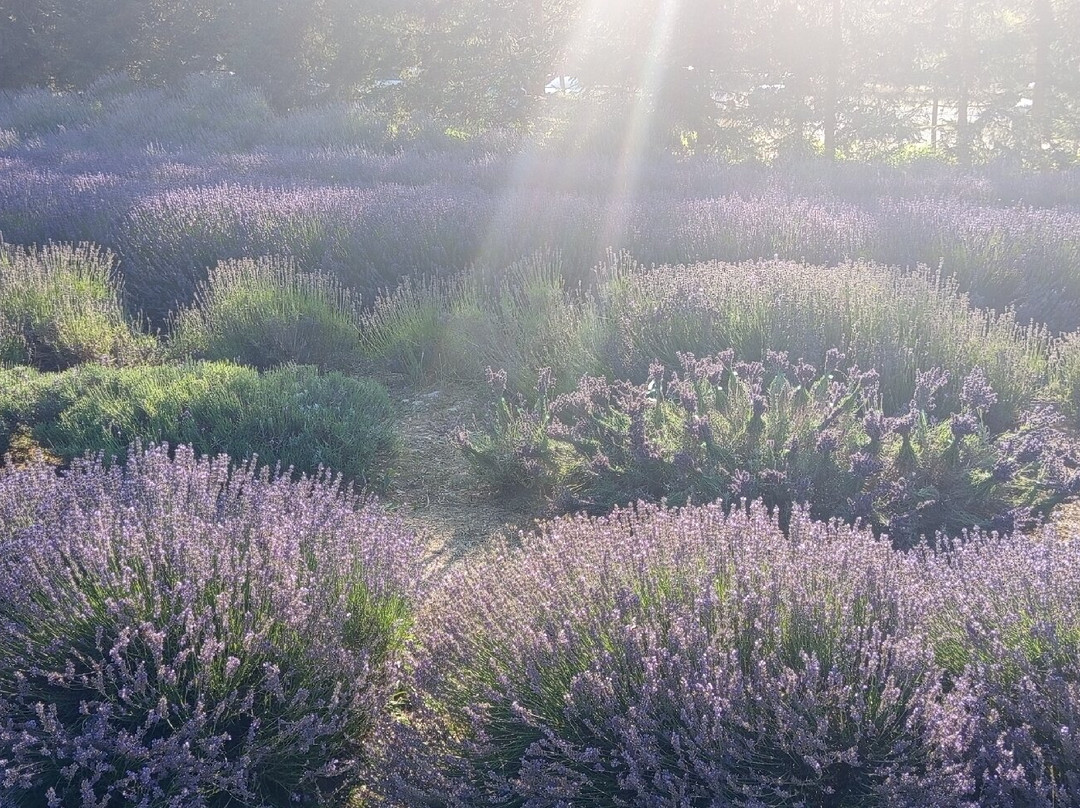 Parco Della Lavanda-Campotenese必去景点