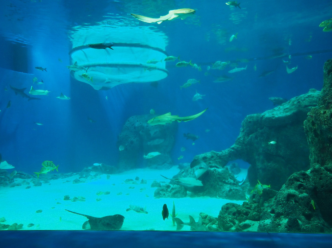 丹麦国家水族馆-哥本哈根必去景点