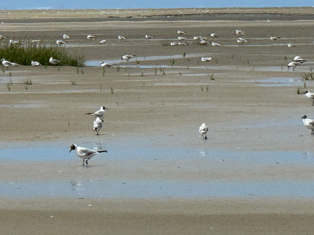 Decouvrons la Baie de Somme Day Tours-Le Crotoy必去景点