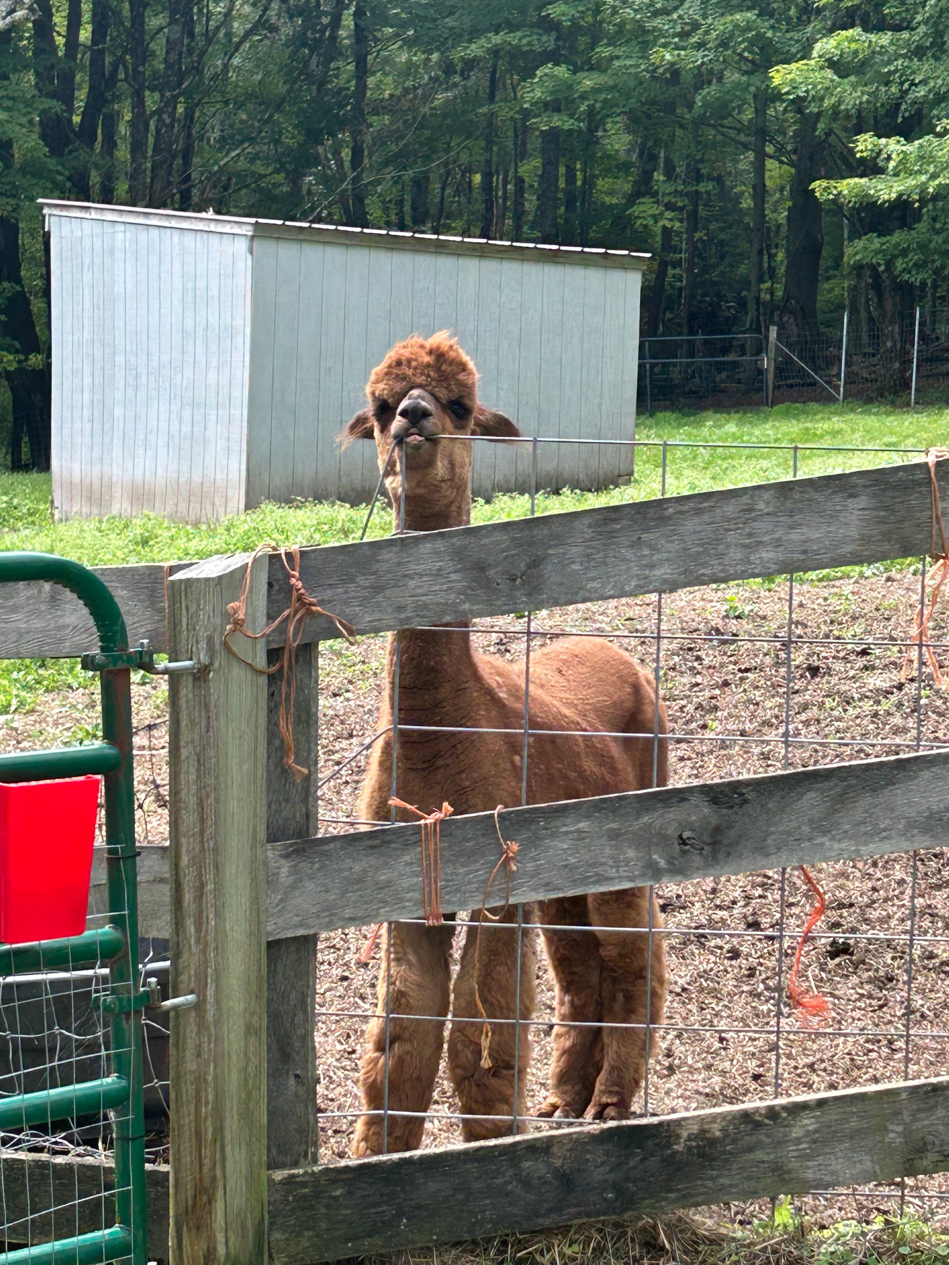 Bethel Pastures Farms Bed & Breakfast-官方