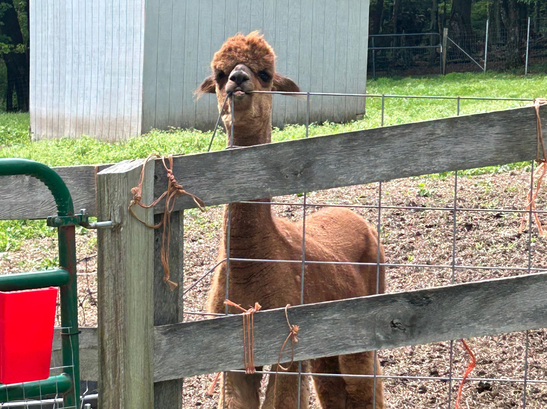 Bethel Pastures Farms Bed & Breakfast主图