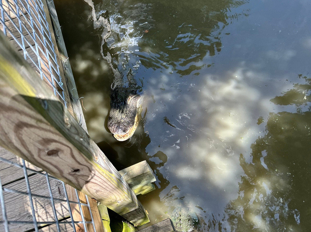 Alligator Alley-Summerdale必去景点