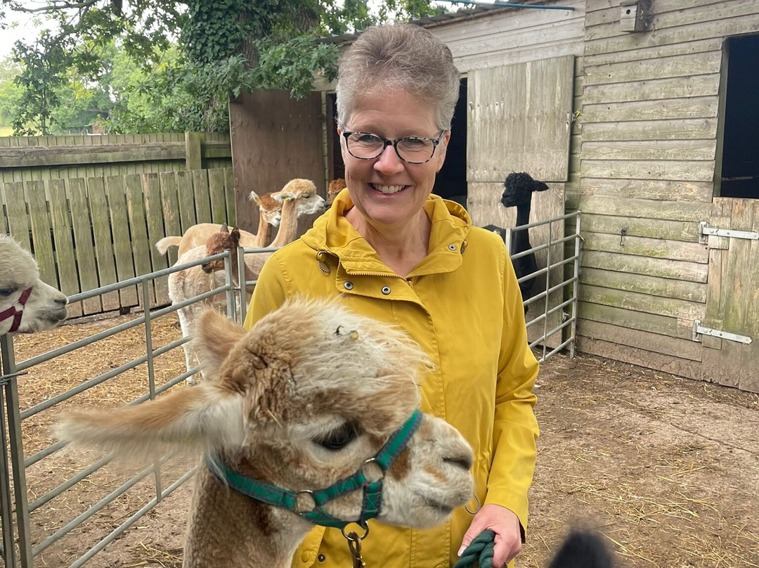 Alpaca Adventure Shaftesbury Dorset-沙夫茨伯里必去景点