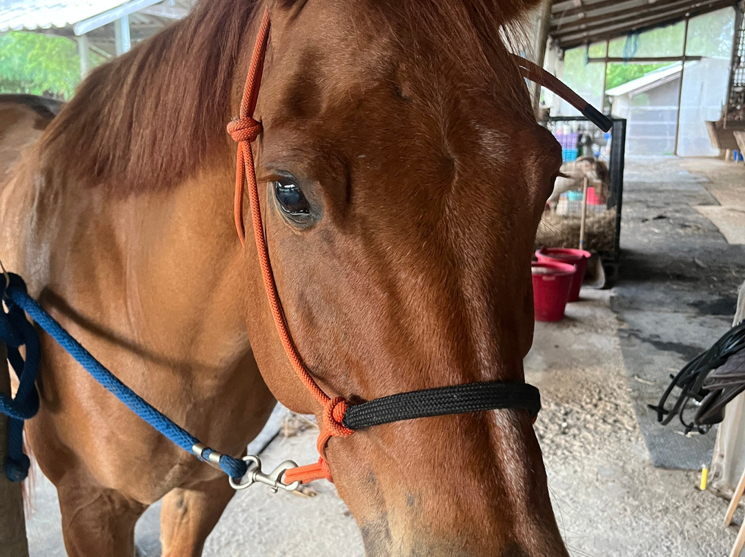 Hua Hin Horse Club-Nong Kae必去景点