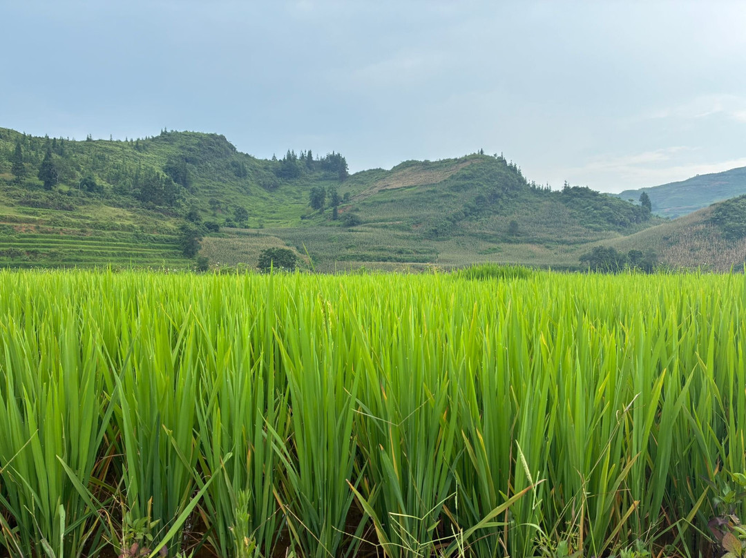 Pang Local Guide Bac Ha-Bac Ha必去景点