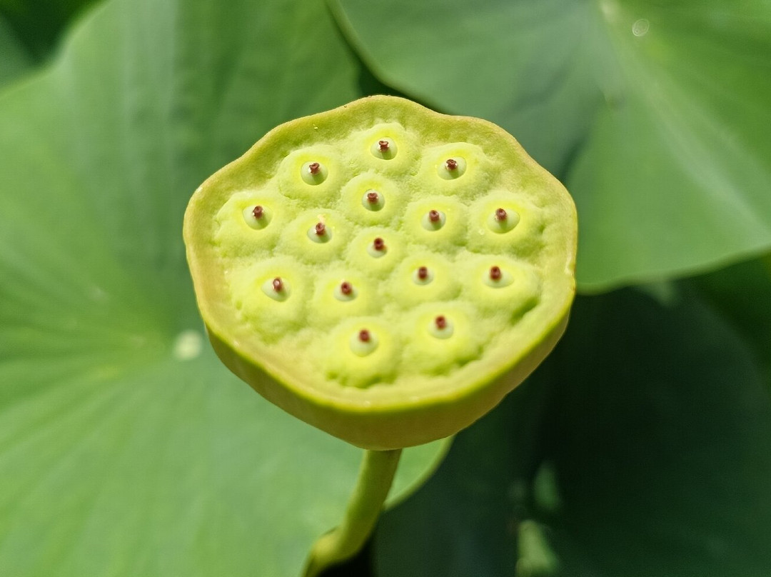 Botanical Garden, Bonn-波恩必去景点