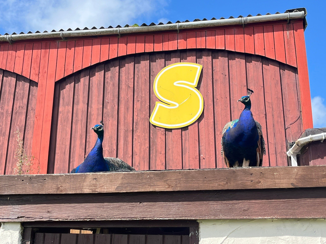 Springfields Fun Park-St Columb Major必去景点