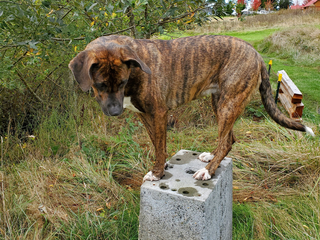 San Juan Islands Sculpture Park-圣胡安岛必去景点