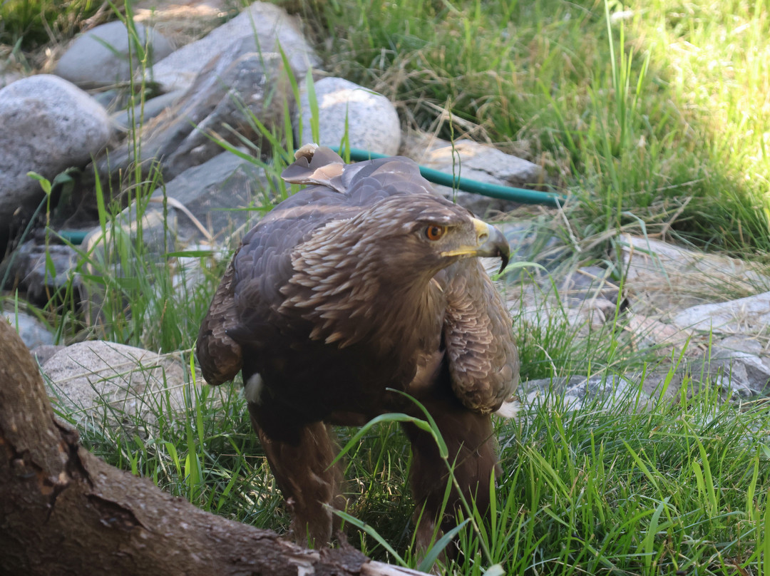 BC Wildlife Park-坎卢普斯必去景点