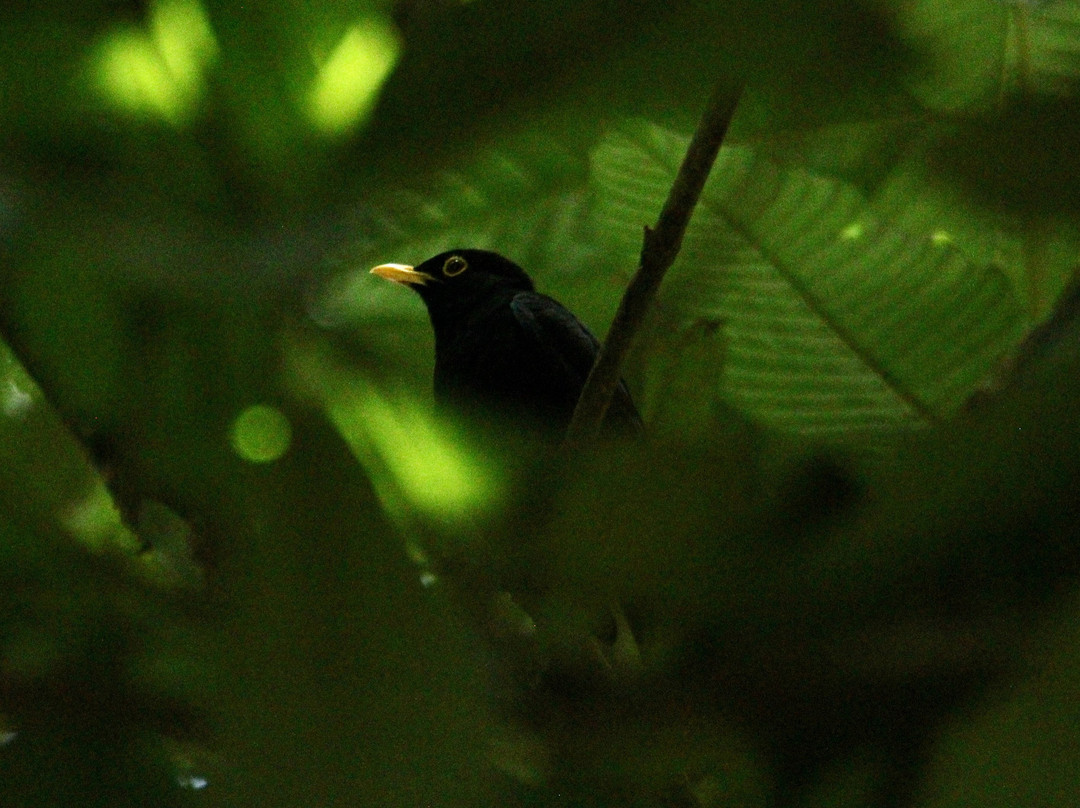 Unique Tours Tobago -Tours-斯卡伯勒必去景点