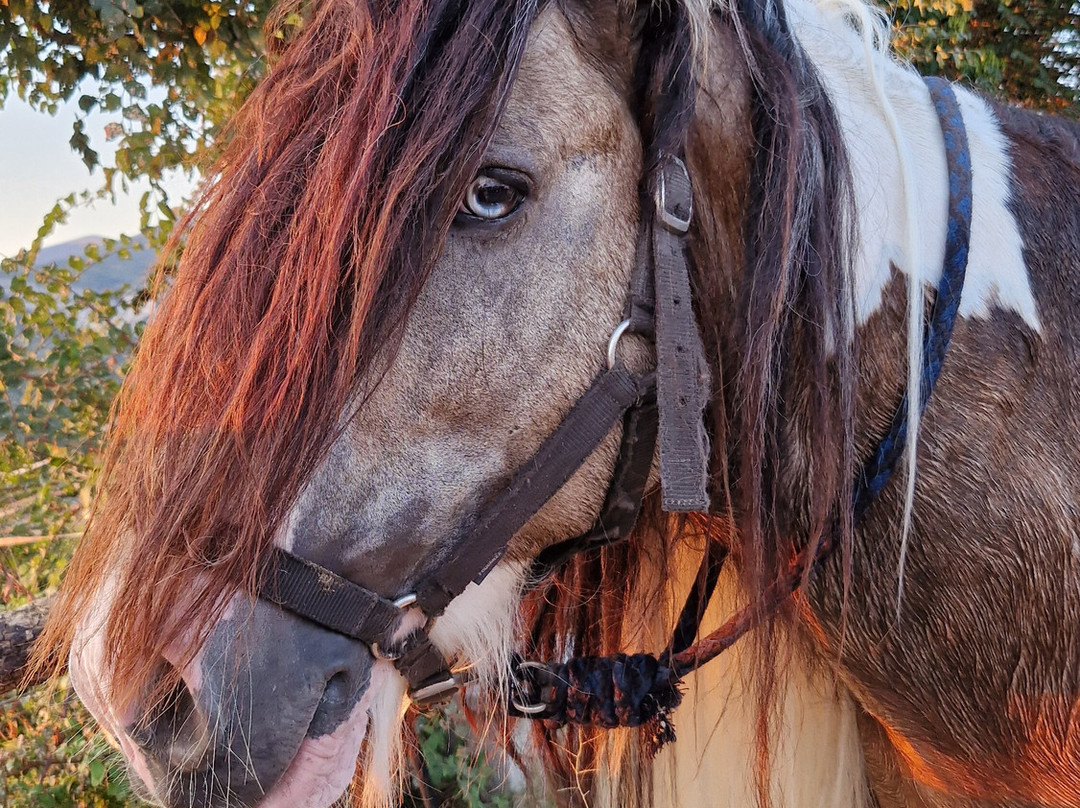 Sulla Collina di Castelnuovo di Farfa-Castelnuovo di Farfa必去景点