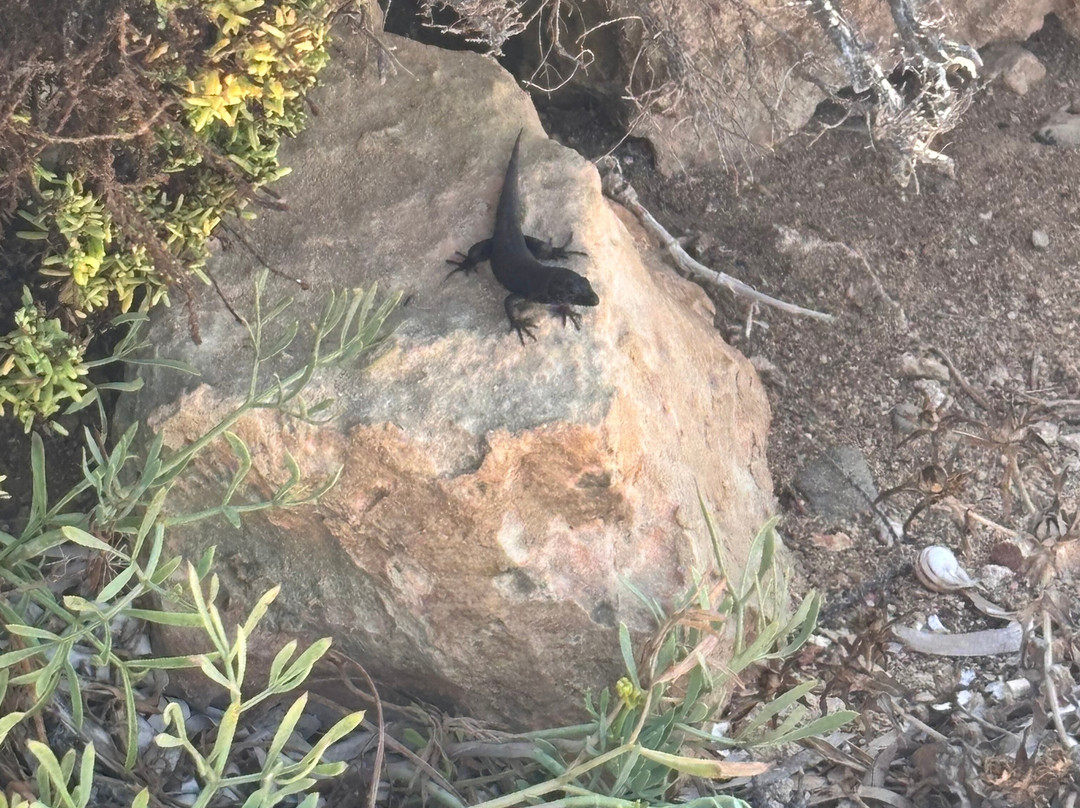 BlackLizzard - Punta Prima Water Sports-Punta Prima必去景点
