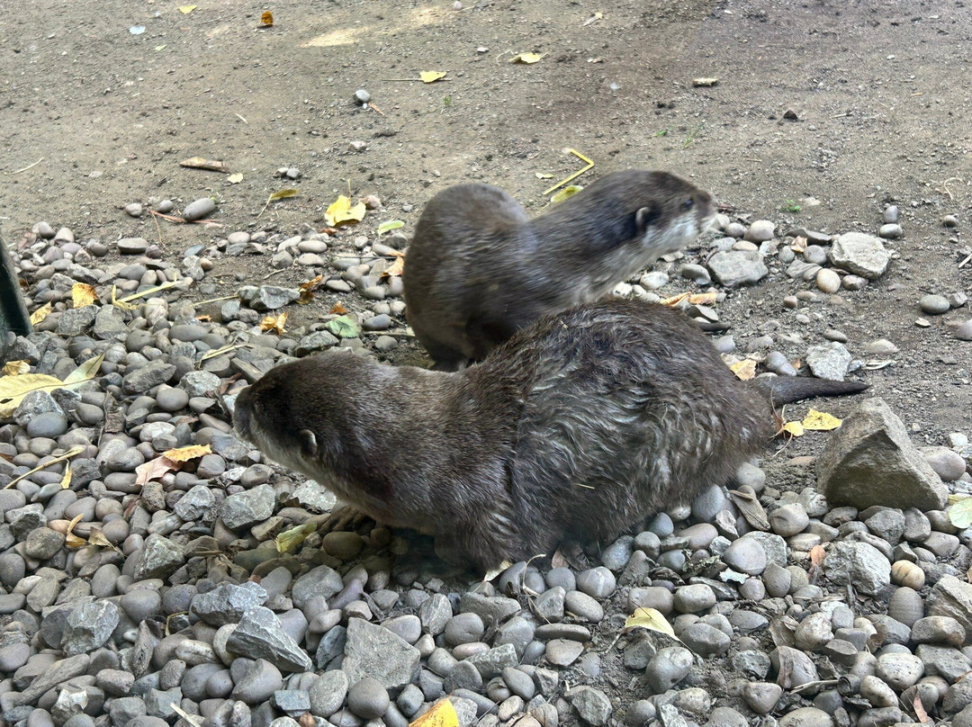 Ponderosa Zoo-Heckmondwike必去景点