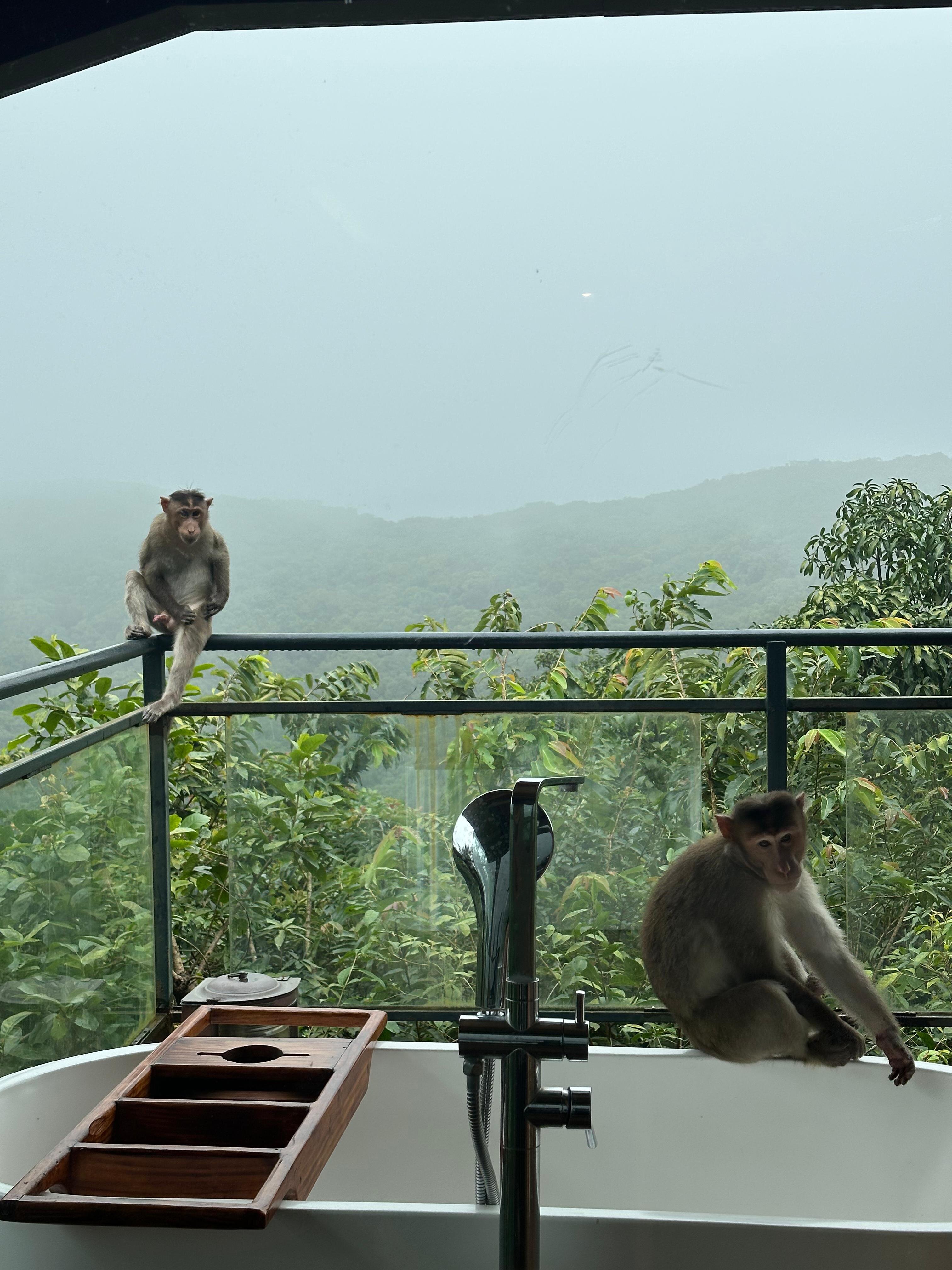 The Machan-酒店景观