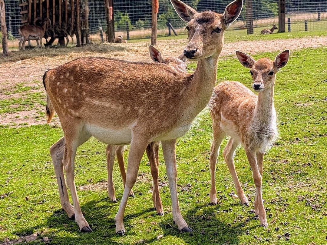 ZOO Łaczna-Mieroszow必去景点