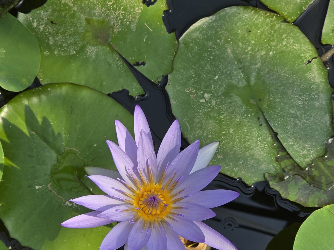 Latour-Marliac-Le Temple-sur-Lot必去景点