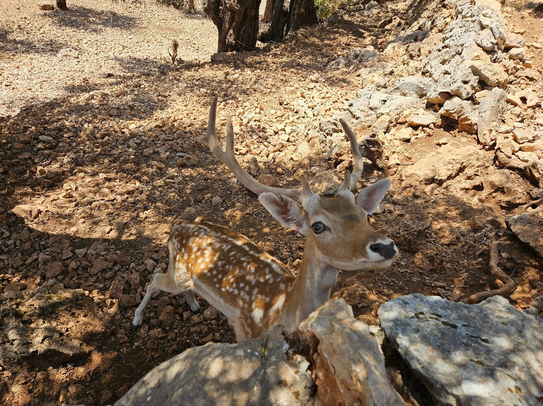 Askos Stone Park-沃利迈斯必去景点