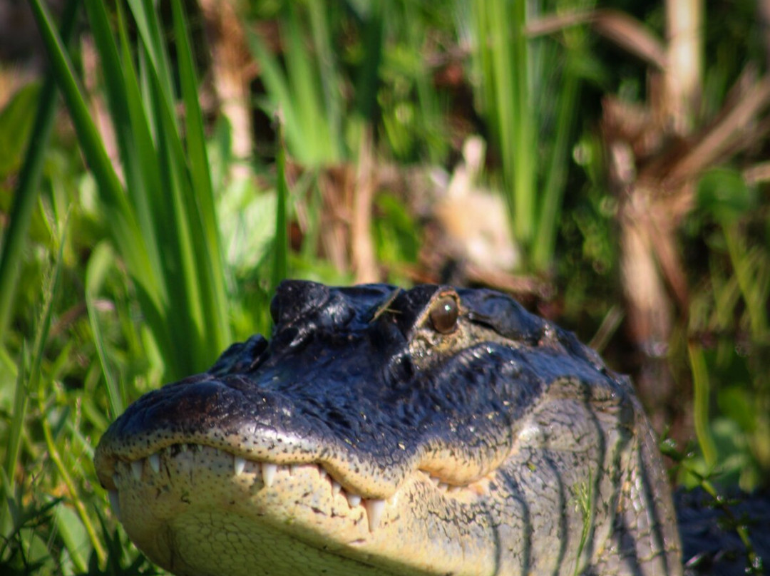 Lake Apopka Wildlife Drive-Apopka必去景点