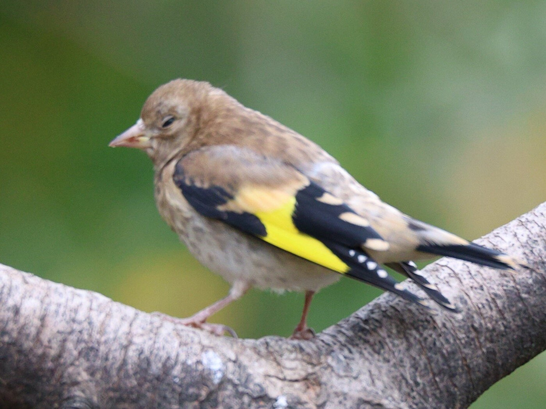 RSBP Dearne Valley - Old Moor-Wombwell必去景点