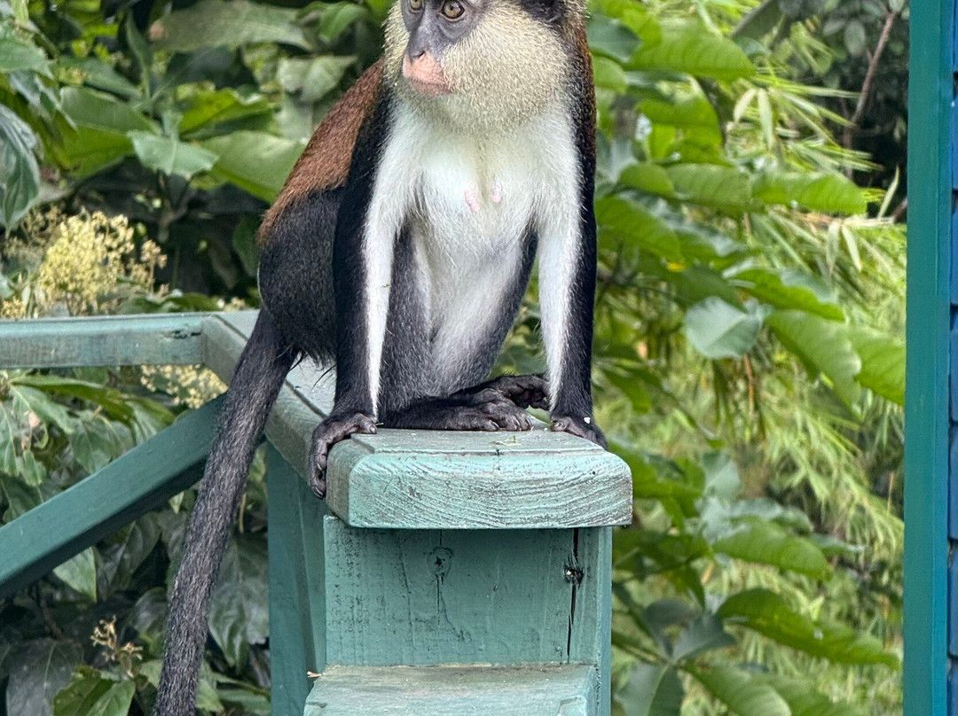 Ace Ventura Taxi & Tours-St. George's必去景点