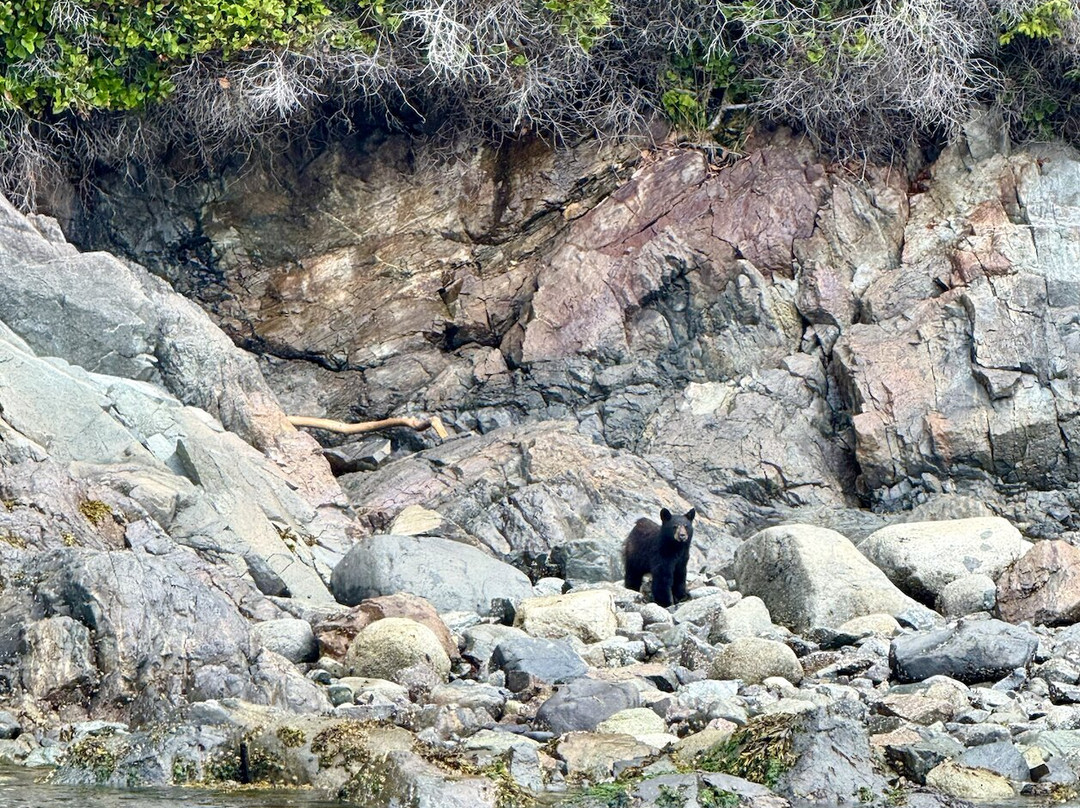Seasmoke Whale Watching-Alert Bay必去景点