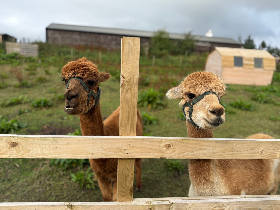 Caithness Animal Farm Park-Lybster必去景点