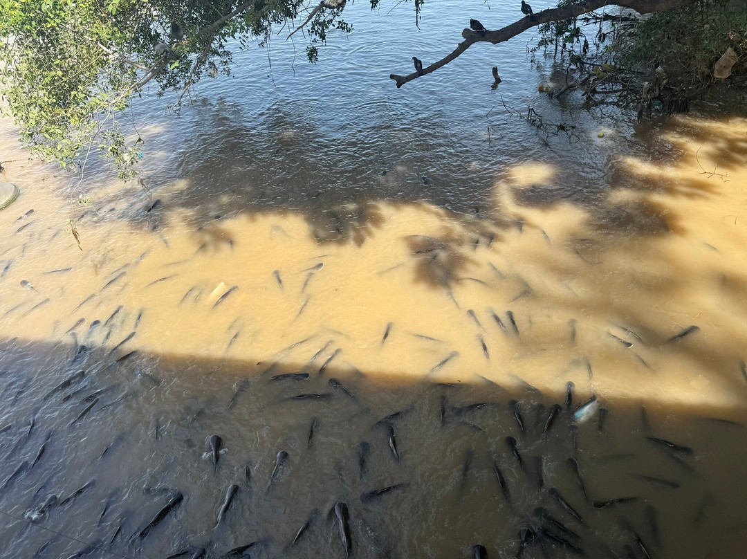 Wat Pariwat-曼谷必去景点