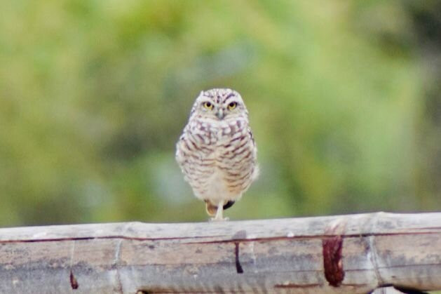 Birdwatching Máncora-Mancora必去景点