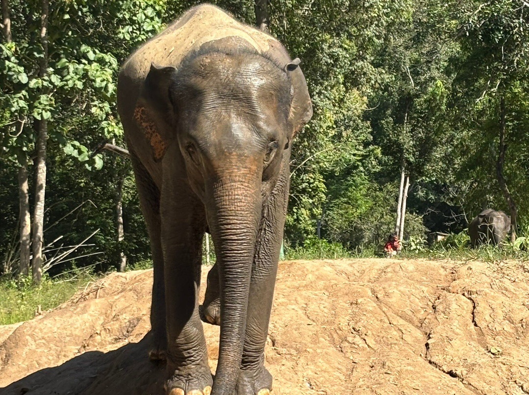 Mae Wang Elephant Camp-夜旺必去景点