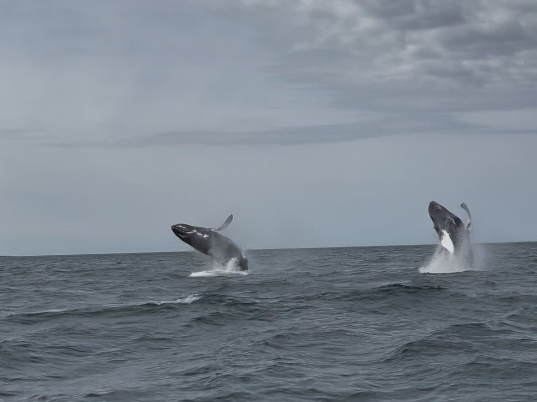 Freeport Whale & Seabird Tours-Freeport必去景点