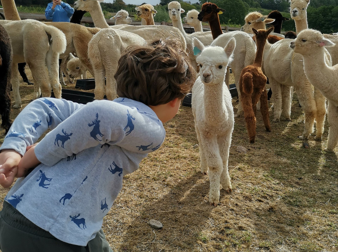 Cute Farm Experience-切普斯托必去景点