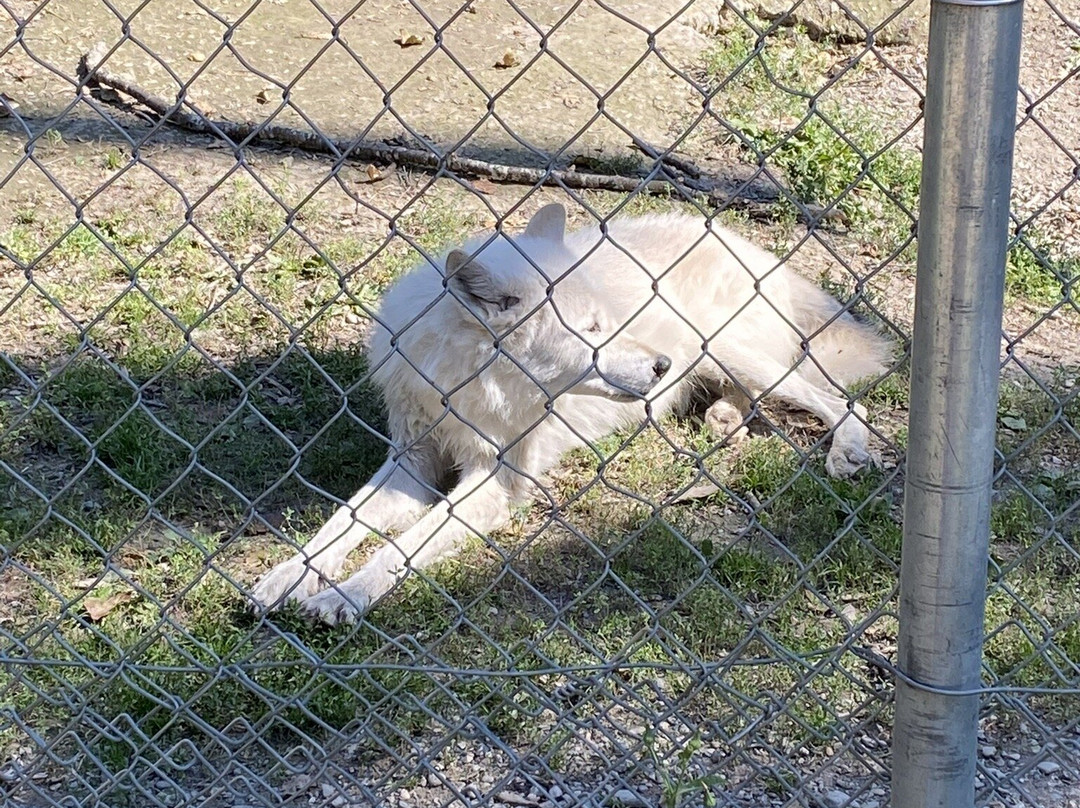 Northern Lights Wildlife Wolf Centre-戈尔登必去景点