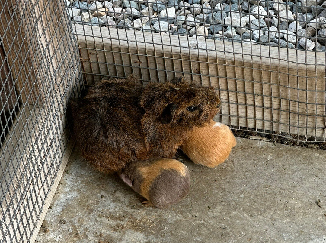 Deer Tracks Junction-Cedar Springs必去景点