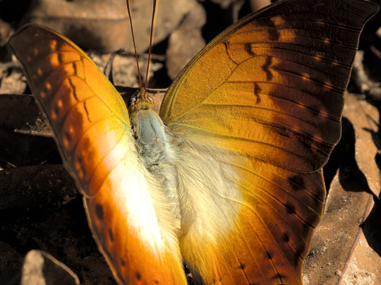Birding and Educational Tours Rwanda-吉佳利必去景点