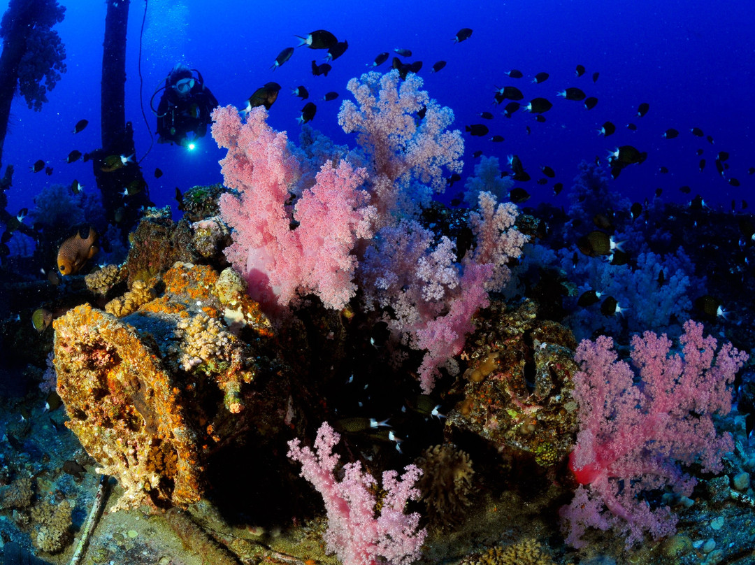 Diving World-大湾必去景点