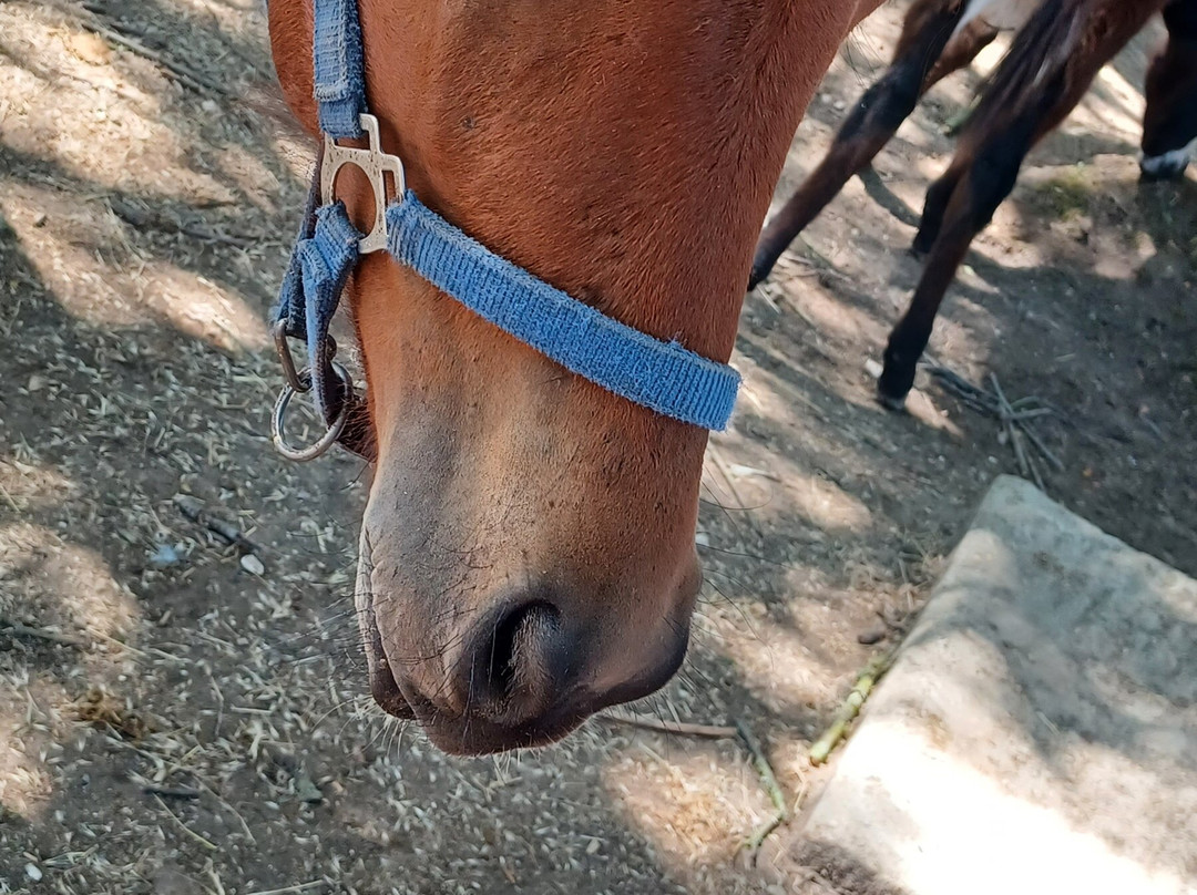 Corfu Donkey Rescue-Paleokastritsa必去景点