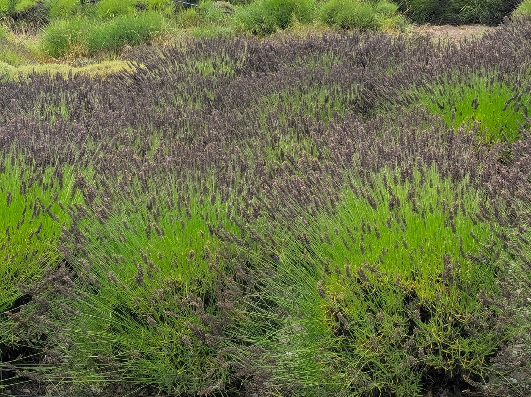 Purple Haze Lavender Farm-塞奎姆必去景点