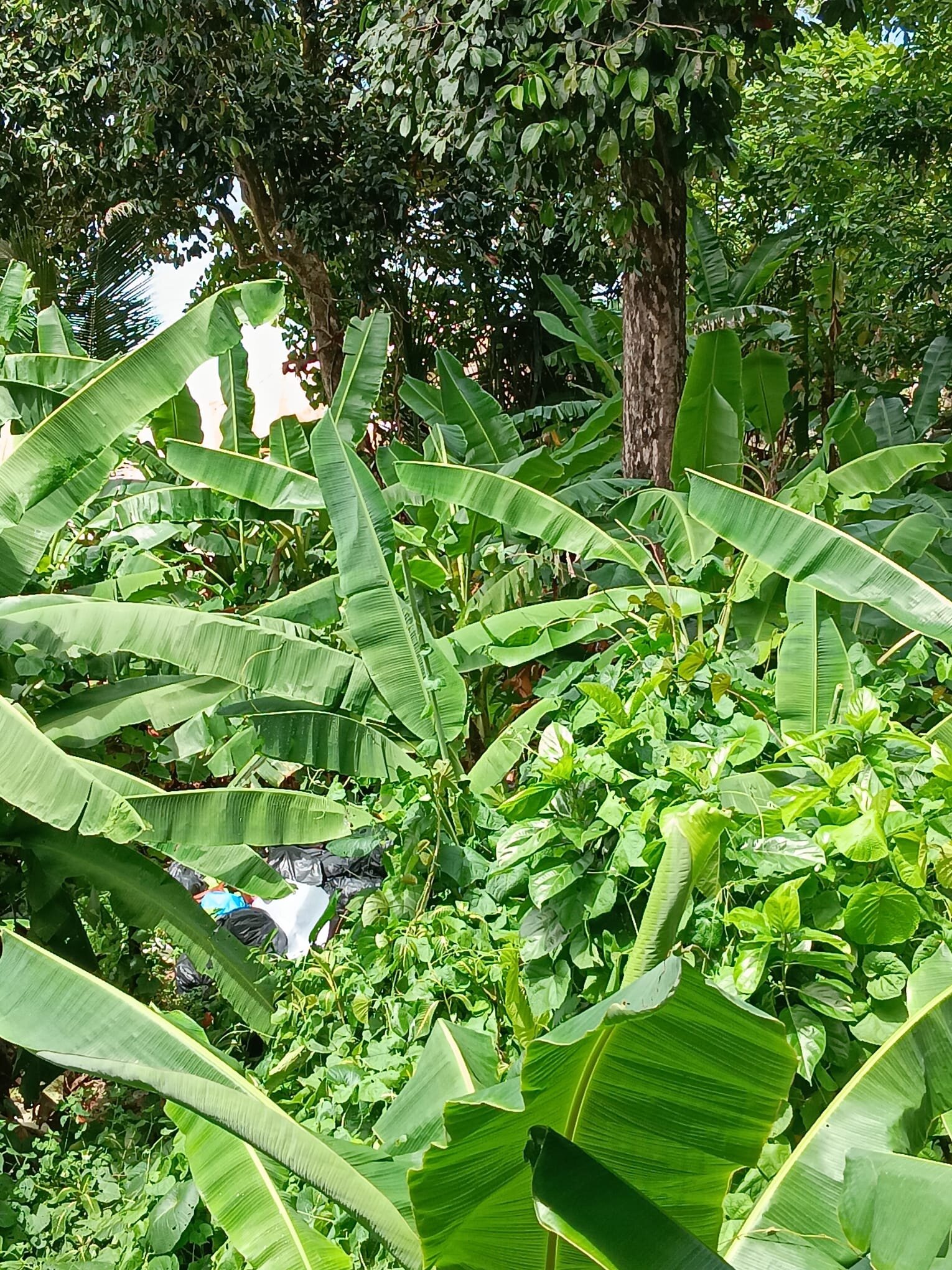 德椰子礁湖酒店-官方