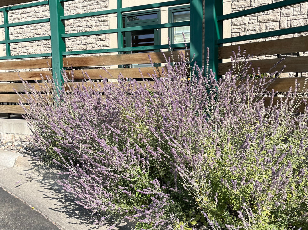 布特希尔套房酒店主图