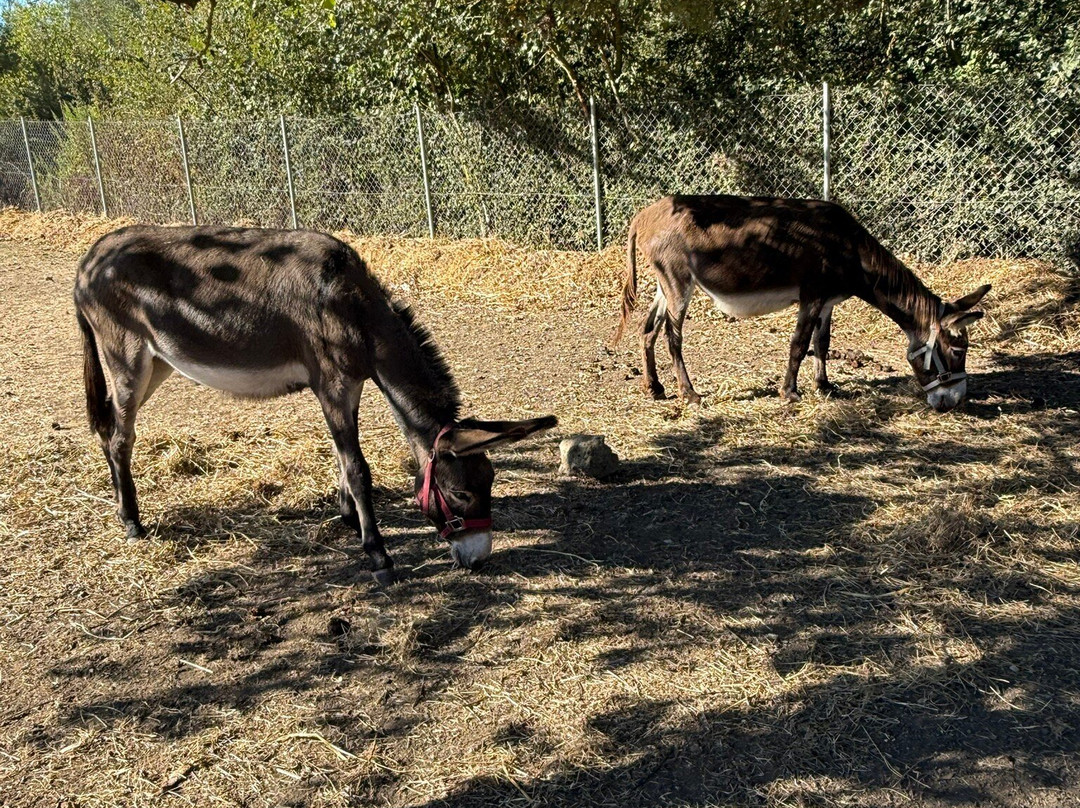 Corfu Donkey Rescue-Paleokastritsa必去景点