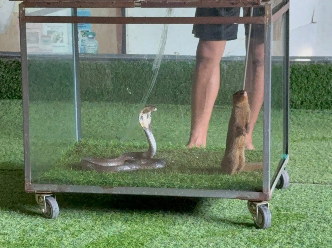 Cobra Show Thailand-苏梅岛必去景点