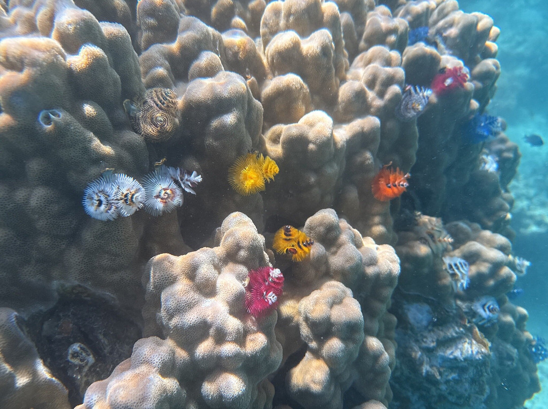 Dive Savusavu Fiji-萨武萨武必去景点