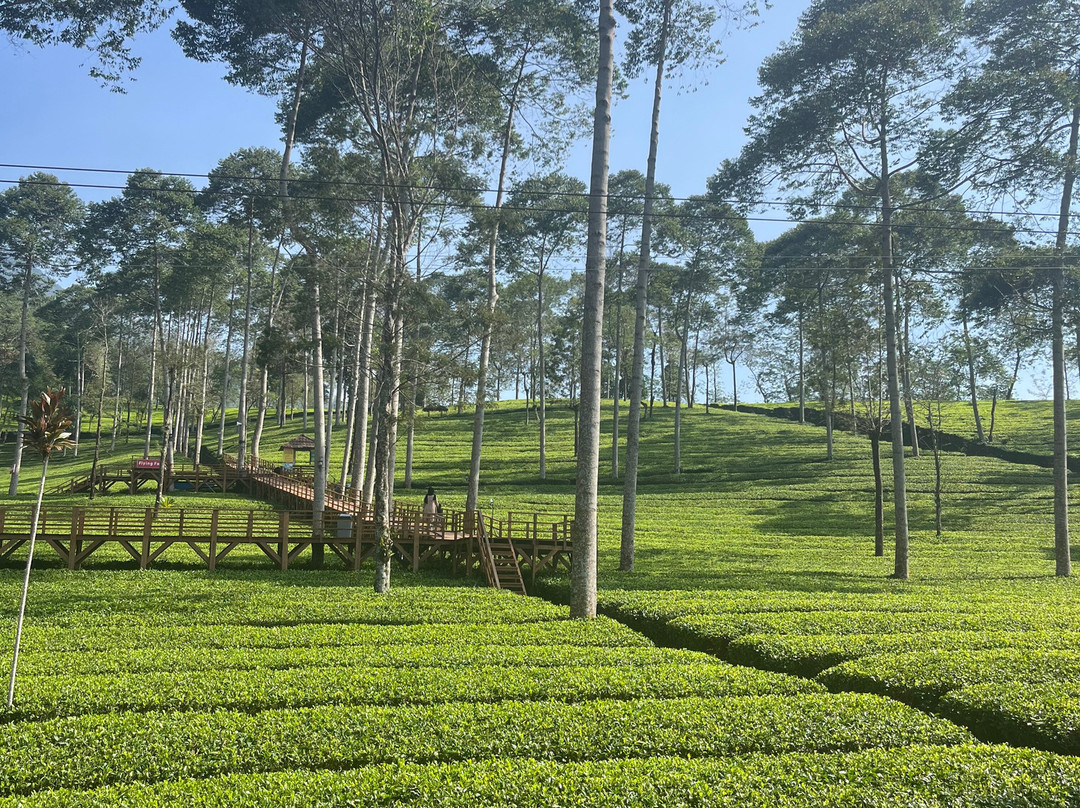 Dion Jogja Driver-日惹必去景点